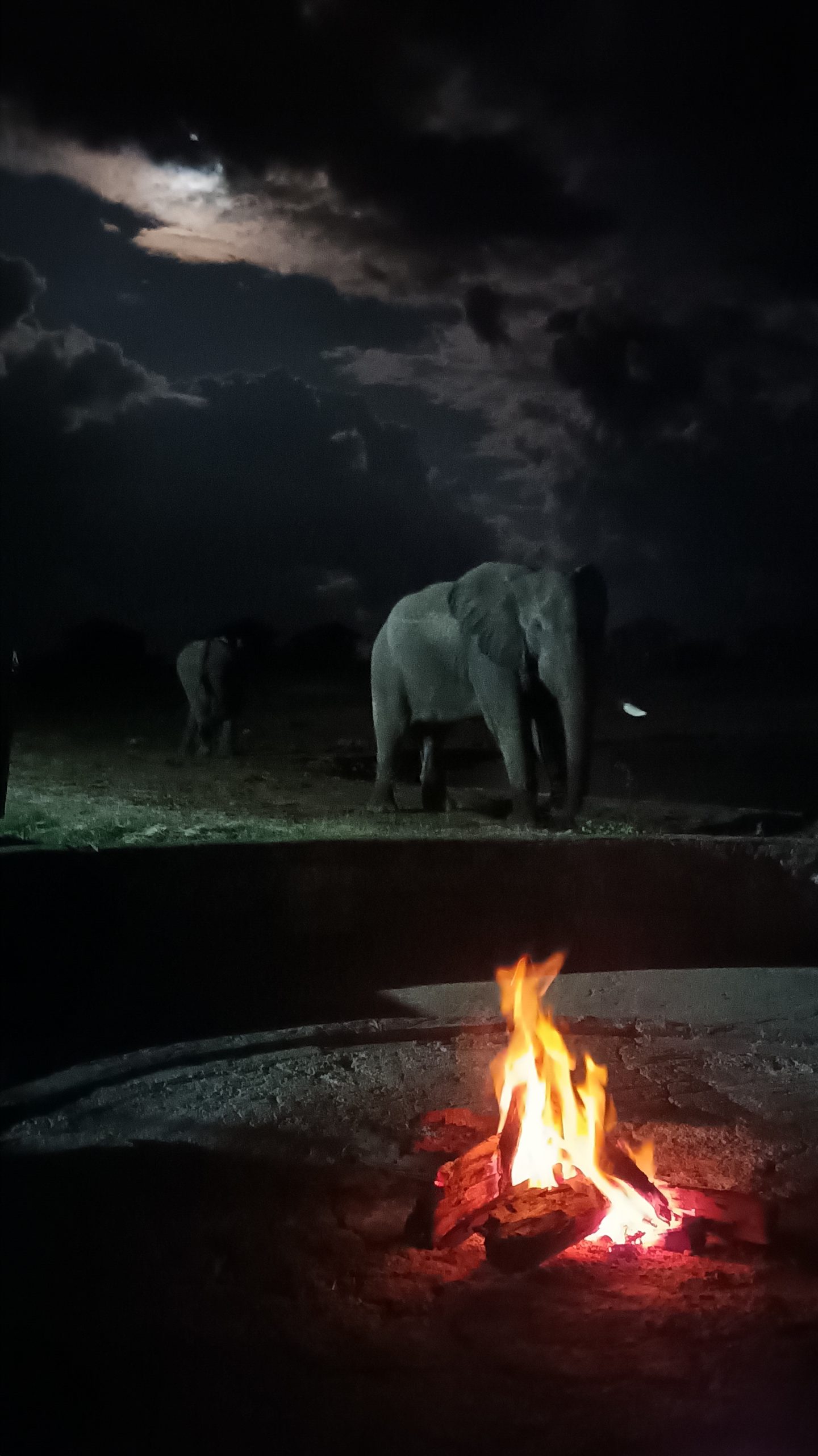 Elephants in Botswana