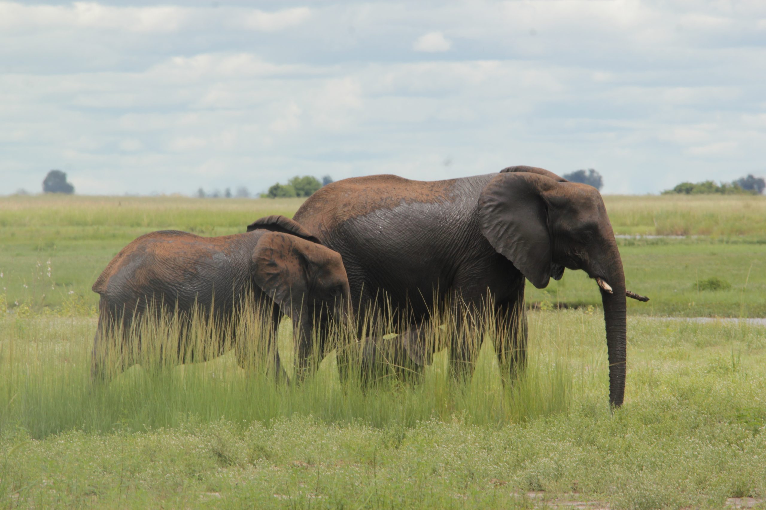 Elephants in the Khwai region Elefanten in der Khwai Region