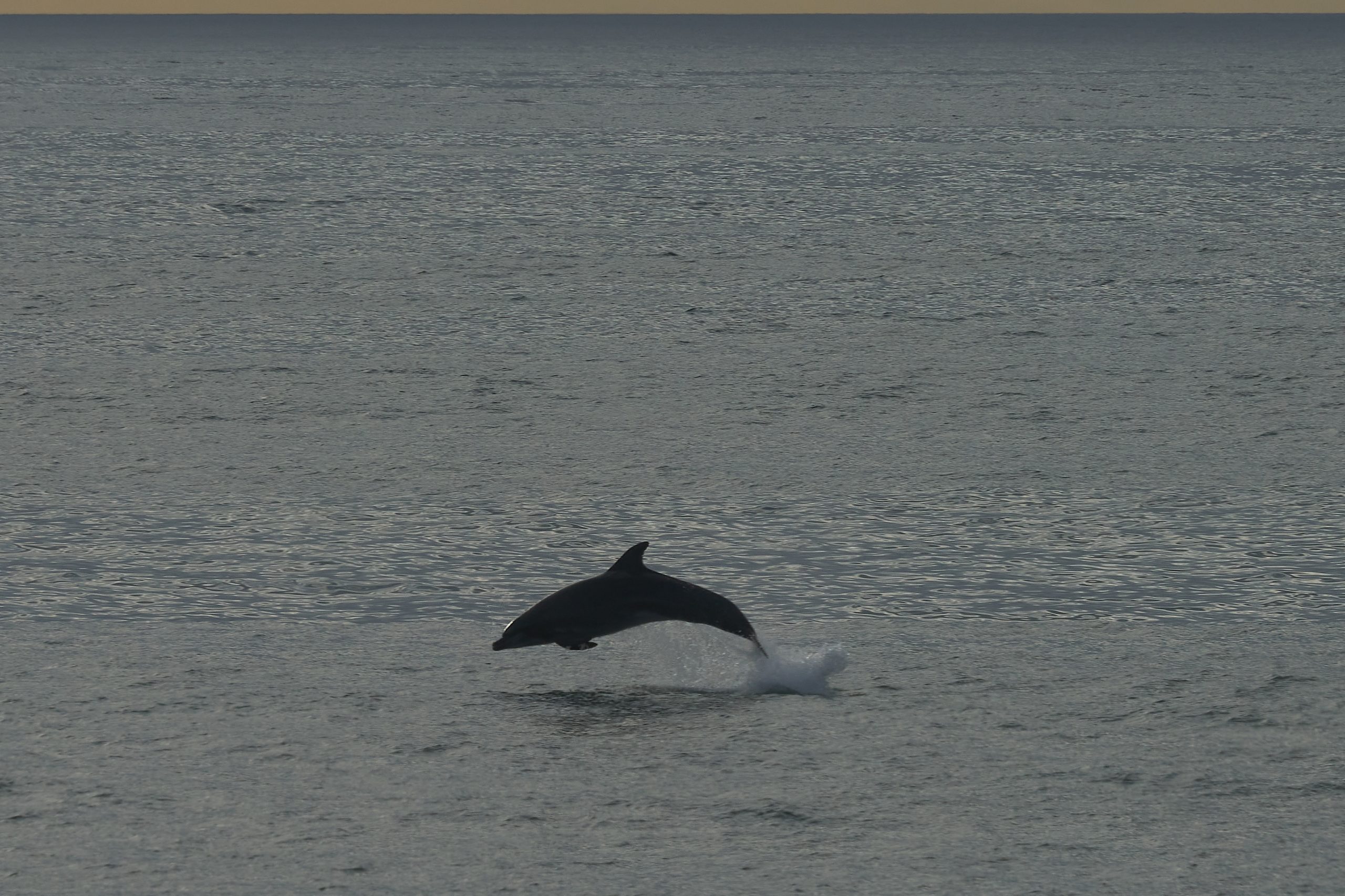 A bottlenose dolphin