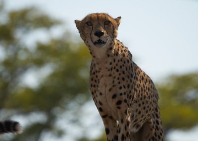 Cheetah