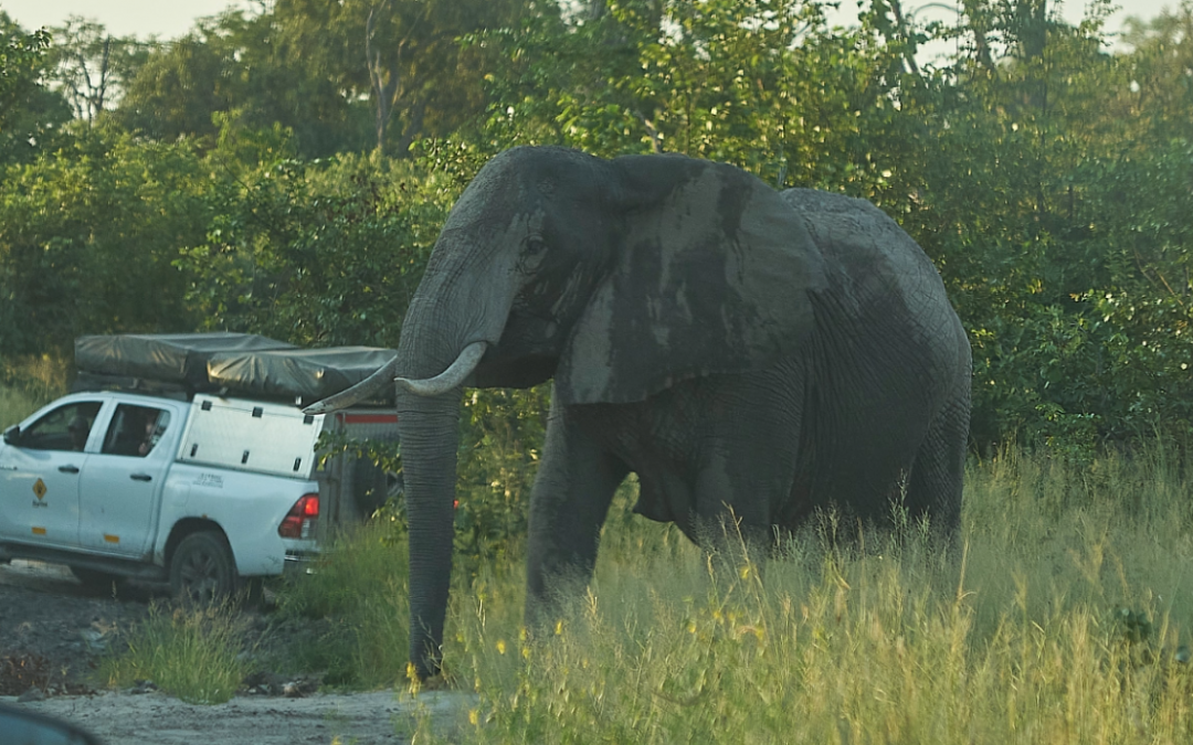 Botswana Expedition 2022 Part 1